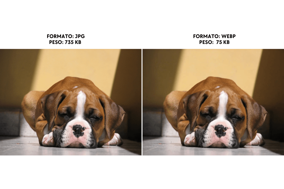 Comparación de una fotografía de cachorrito en formato png al formato webp sin perdida de calidad